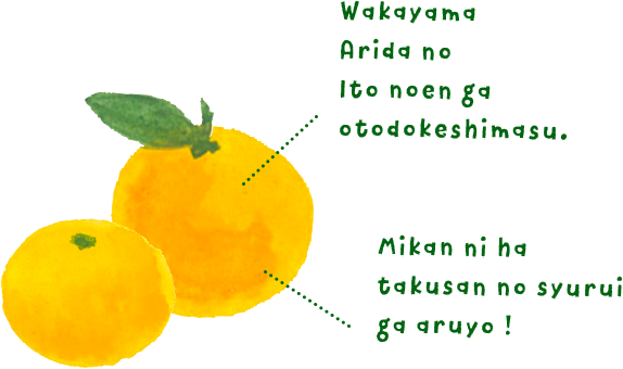 みかん 柑橘のことなら みかんな図鑑 伊藤農園