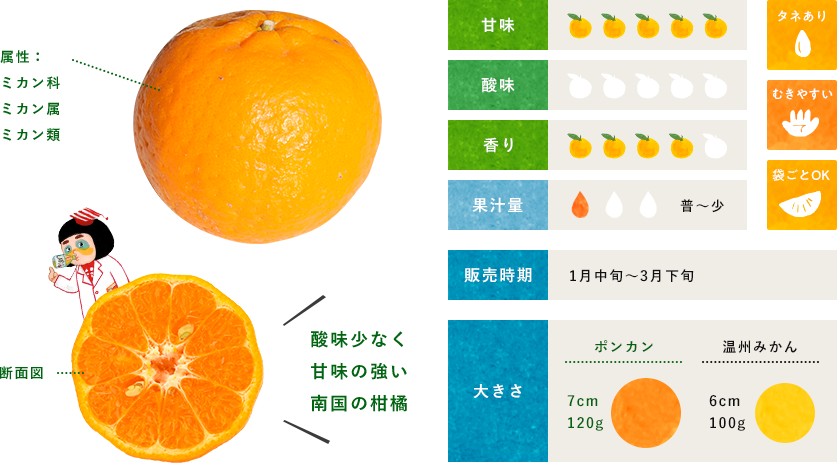 ポンカン 柑橘のことなら みかんな図鑑 伊藤農園 伊藤農園のみかんな図鑑