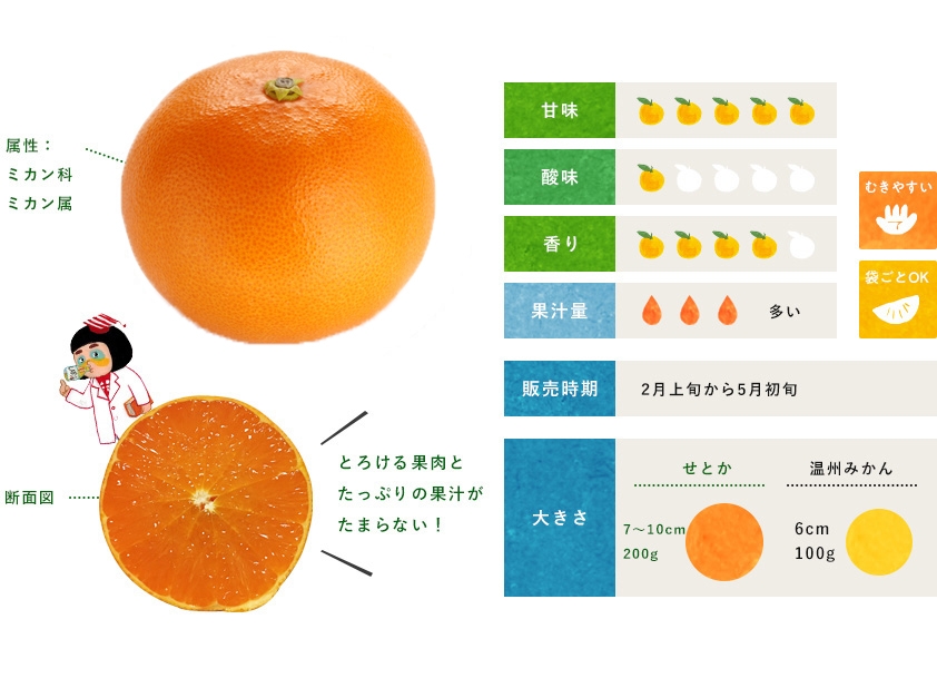 せとか 柑橘のことなら みかんな図鑑 伊藤農園 伊藤農園のみかんな図鑑