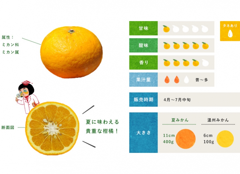 夏みかん 柑橘のことなら みかんな図鑑 伊藤農園 伊藤農園のみかんな図鑑