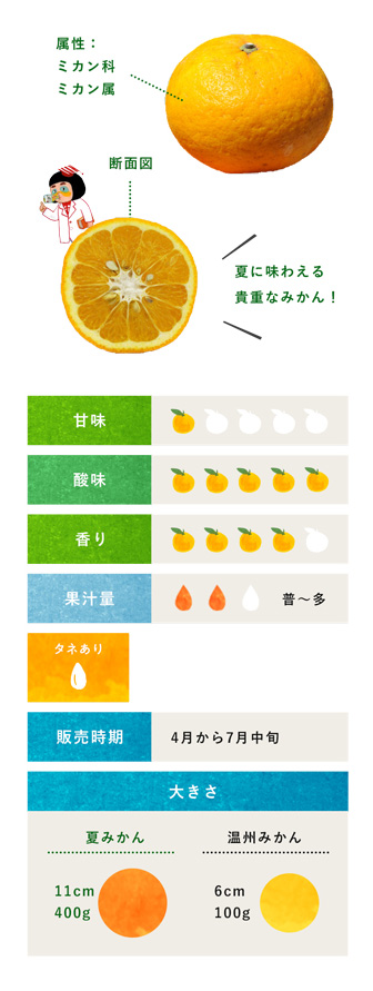 夏みかん 柑橘のことなら みかんな図鑑 伊藤農園 伊藤農園のみかんな図鑑