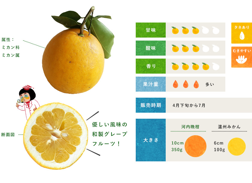 ばん かん 柑橘