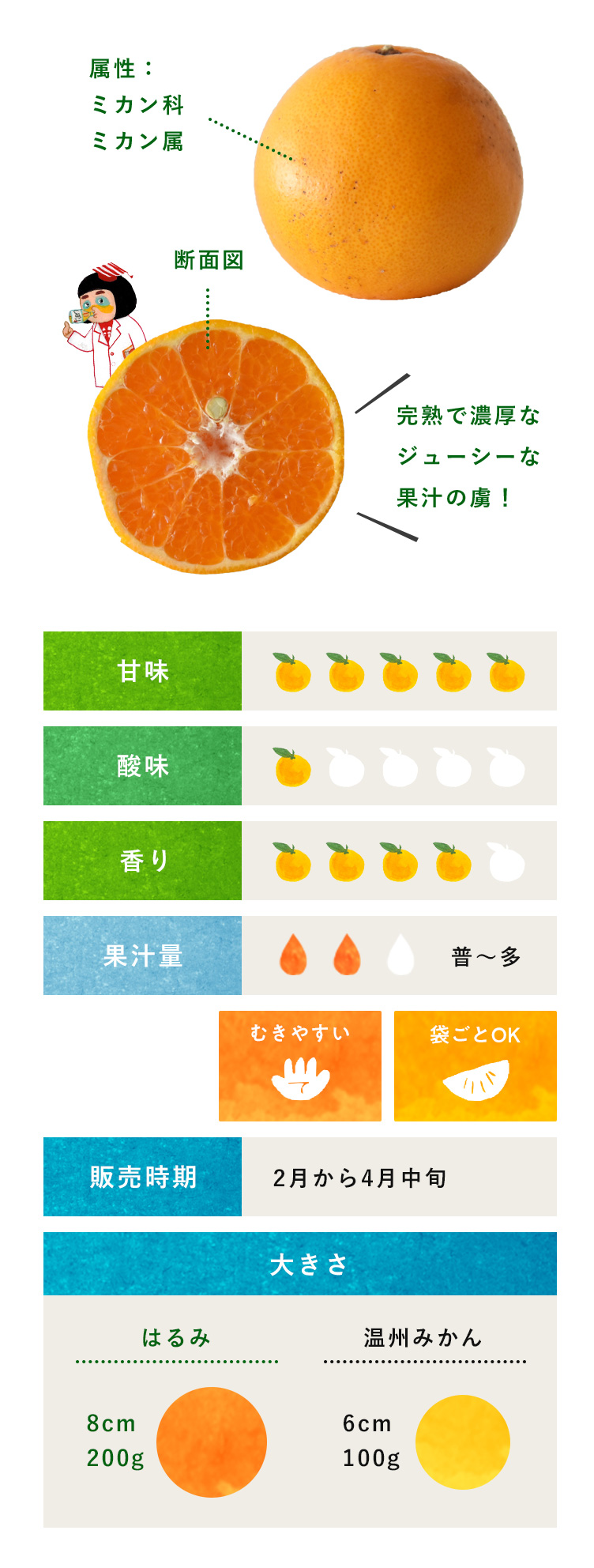 はるみ 柑橘のことなら みかんな図鑑 伊藤農園 伊藤農園のみかんな図鑑