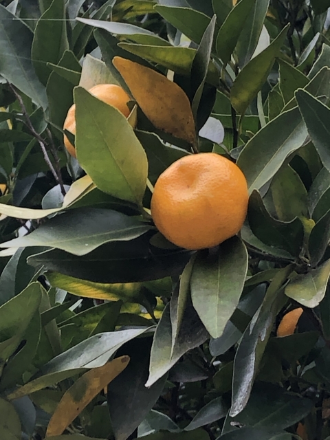 橘の木