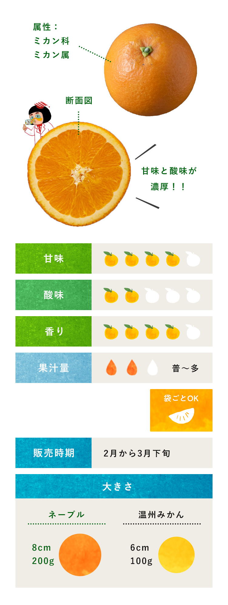 ネーブル 柑橘のことなら みかんな図鑑 伊藤農園 伊藤農園のみかんな図鑑