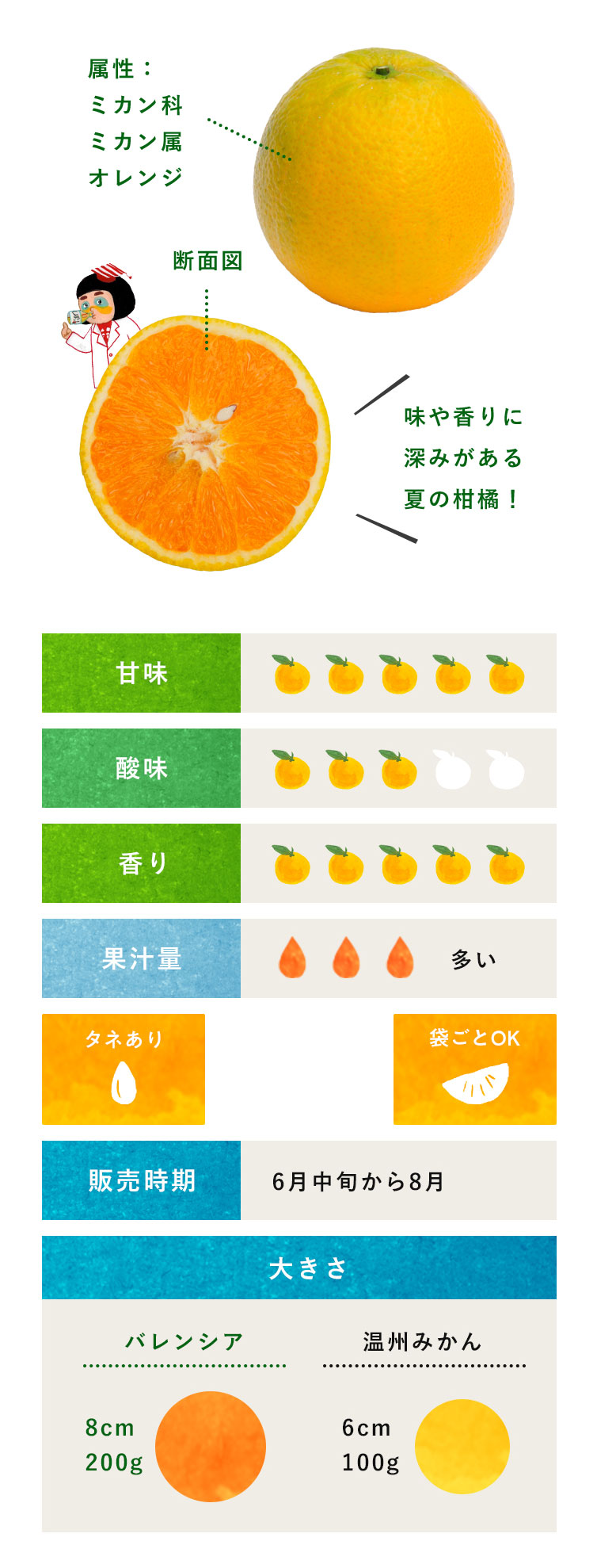 バレンシアオレンジ 柑橘のことなら みかんな図鑑 伊藤農園 伊藤農園のみかんな図鑑