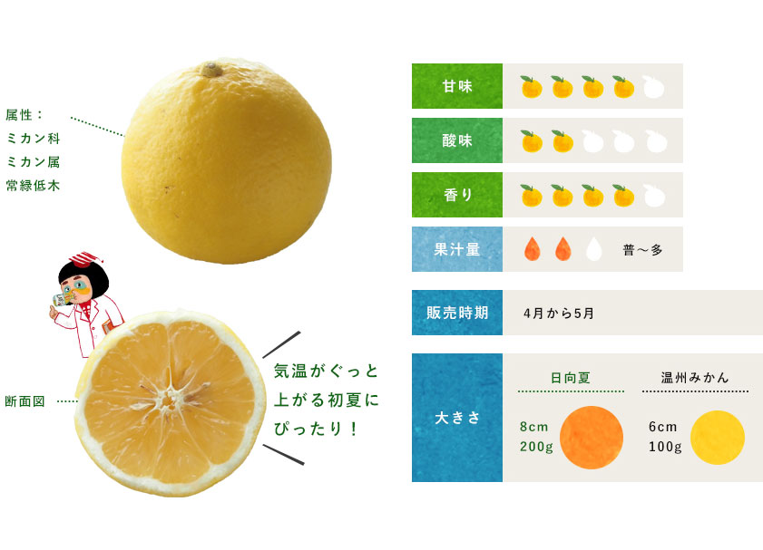 日向夏 柑橘のことなら みかんな図鑑 伊藤農園 伊藤農園のみかんな図鑑