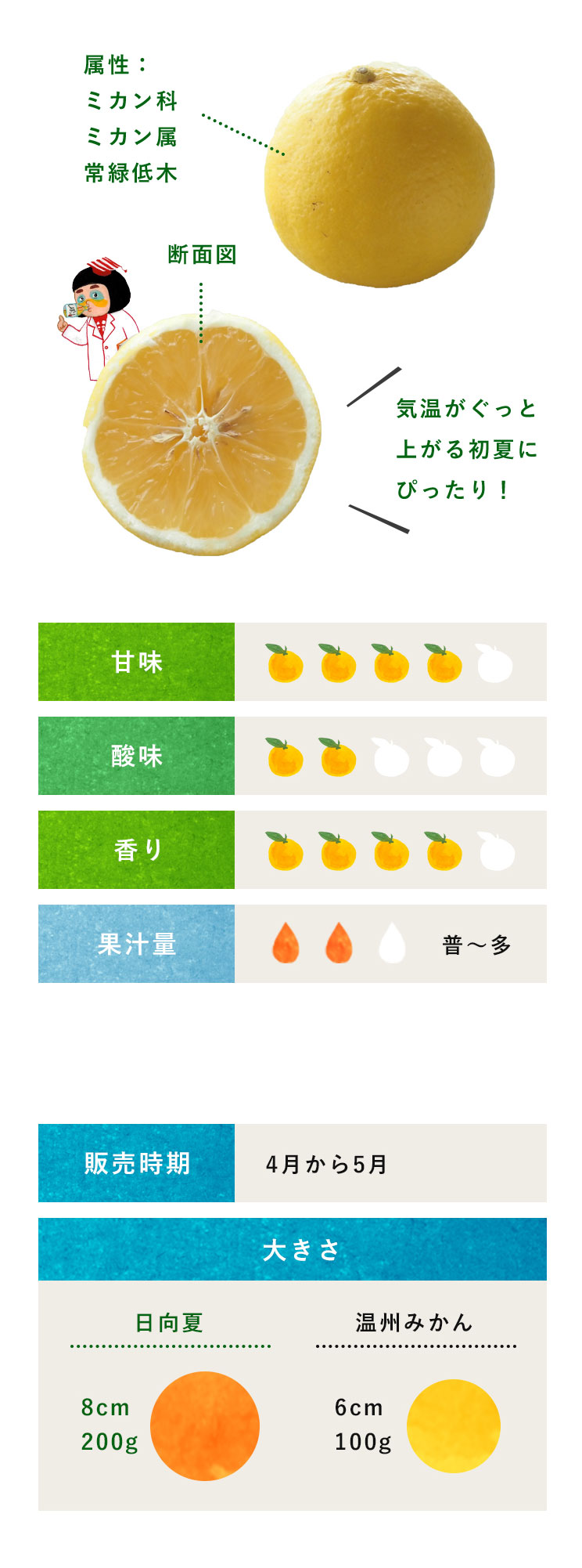 日向夏 柑橘のことなら みかんな図鑑 伊藤農園 伊藤農園のみかんな図鑑