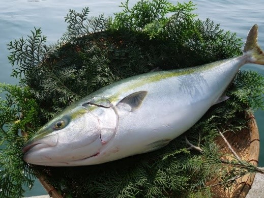 魚に、みかん？？