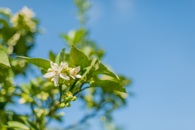 みかんの花