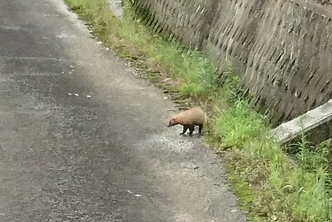 見た目はかわいいのですが……