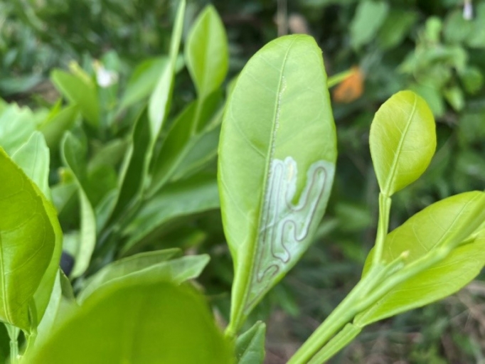 みかんの害虫 伊藤農園のみかんな図鑑