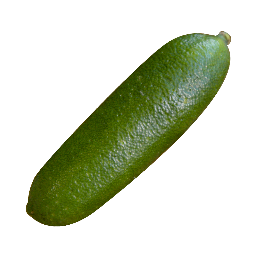 フィンガーライム - 伊藤農園のみかんな図鑑