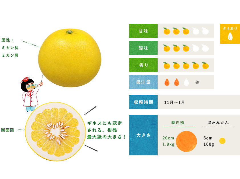 晩白柚