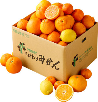 春のかんきつお楽しみ箱