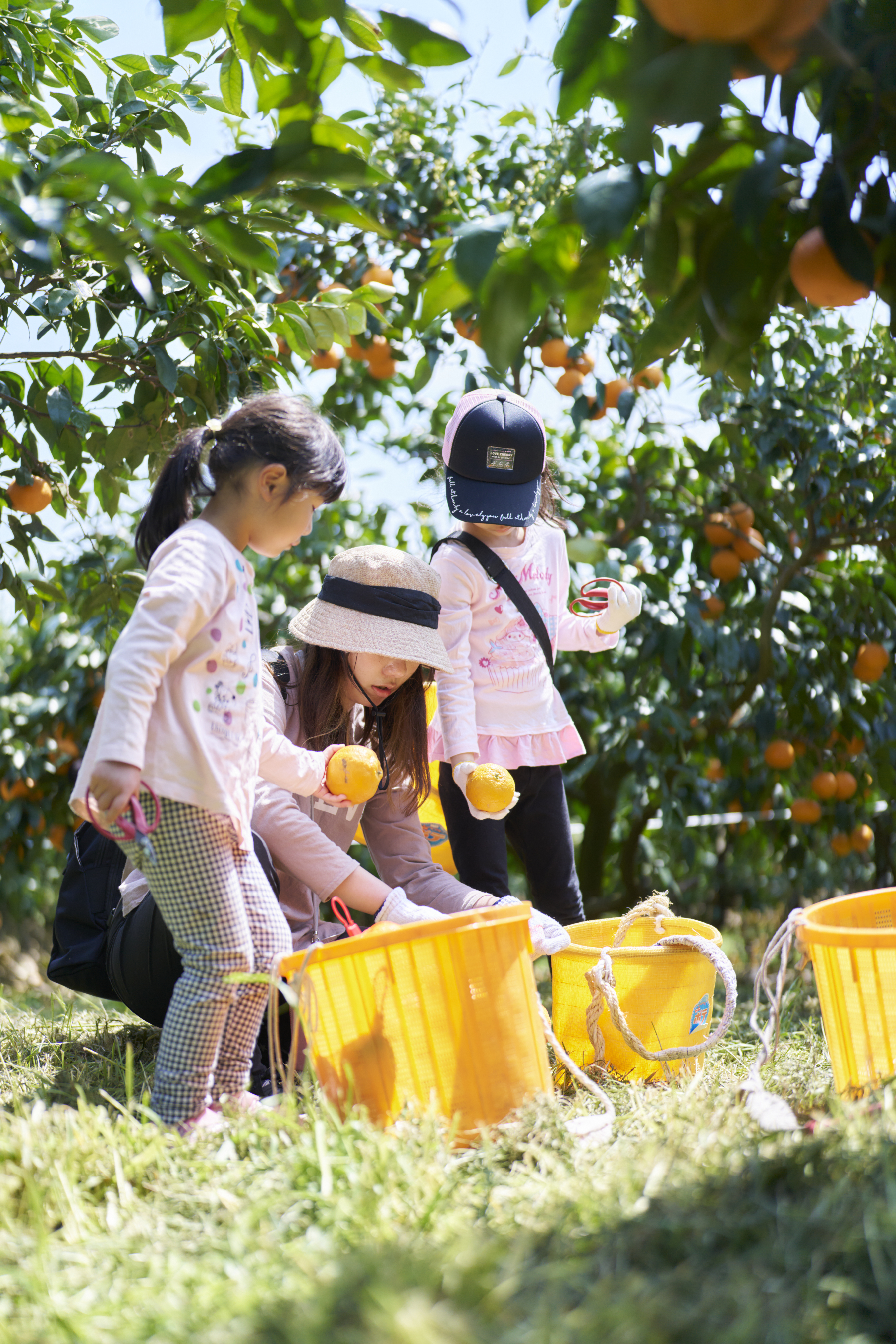 カラマンダリン収穫体験