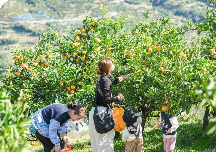 段々畑でみかんを収穫する家族