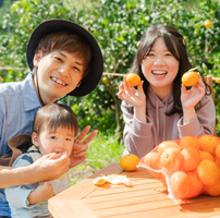 写真：みかん狩り